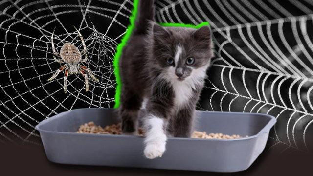 Kimse Onlara Öğretmemesine Rağmen Kediler Tuvaletini Kuma Yapmayı ya da Örümcekler Ağ Örmeyi Nasıl Biliyorlar?