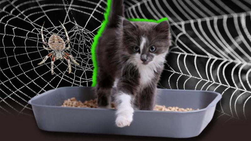 Kimse Onlara Öğretmemesine Rağmen Kediler Tuvaletini Kuma Yapmayı ya da Örümcekler Ağ Örmeyi Nasıl Biliyorlar?