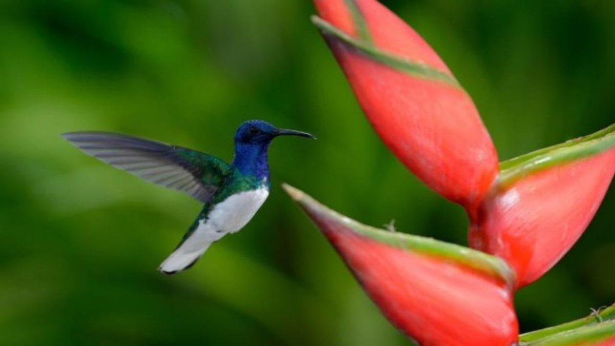 Dişi Sinek Kuşlarının Erkek Şiddetinden Korunmak İçin ’Erkeklere Benzedikleri’ Keşfedildi
