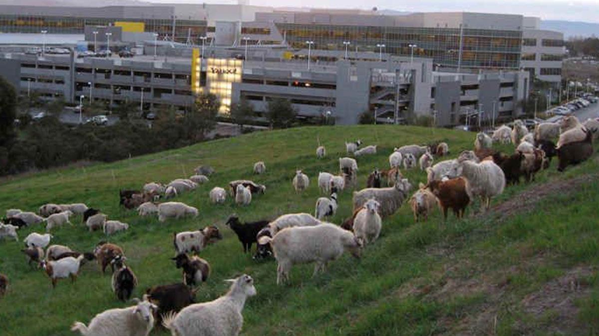Google’ın Merkez Binasıyla İlgili ’Burada Çalışmalıyım’ Dedirtecek 9 Detay
