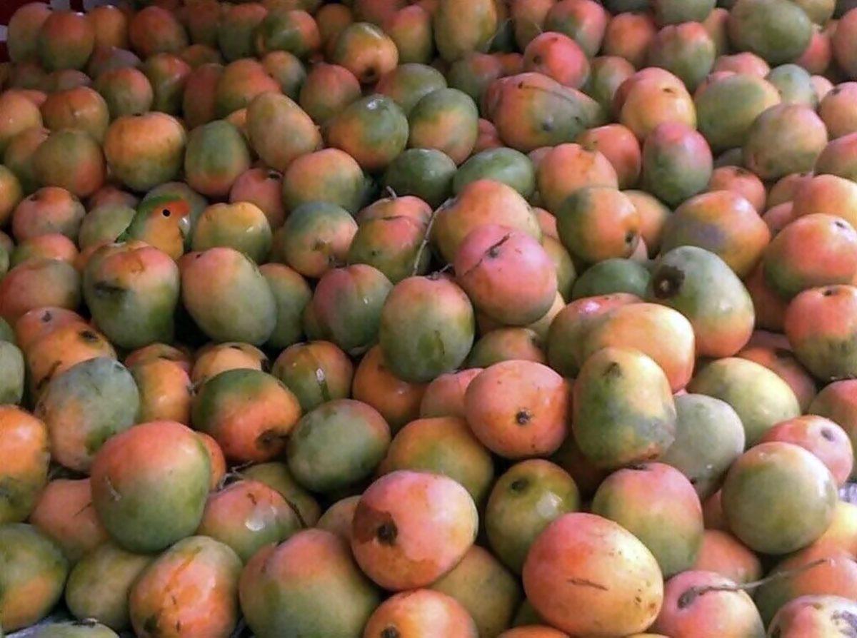 Bu Görsellerde Saklı Olan Hayvanları ’5 Saniye İçinde’ Bulabiliyorsan Ortalama Kitleden Daha Zekisin!