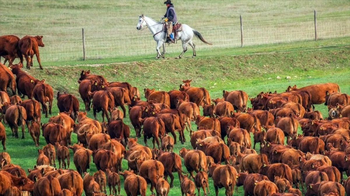 Bu Görsellerde Saklı Olan Hayvanları ’5 Saniye İçinde’ Bulabiliyorsan Ortalama Kitleden Daha Zekisin!