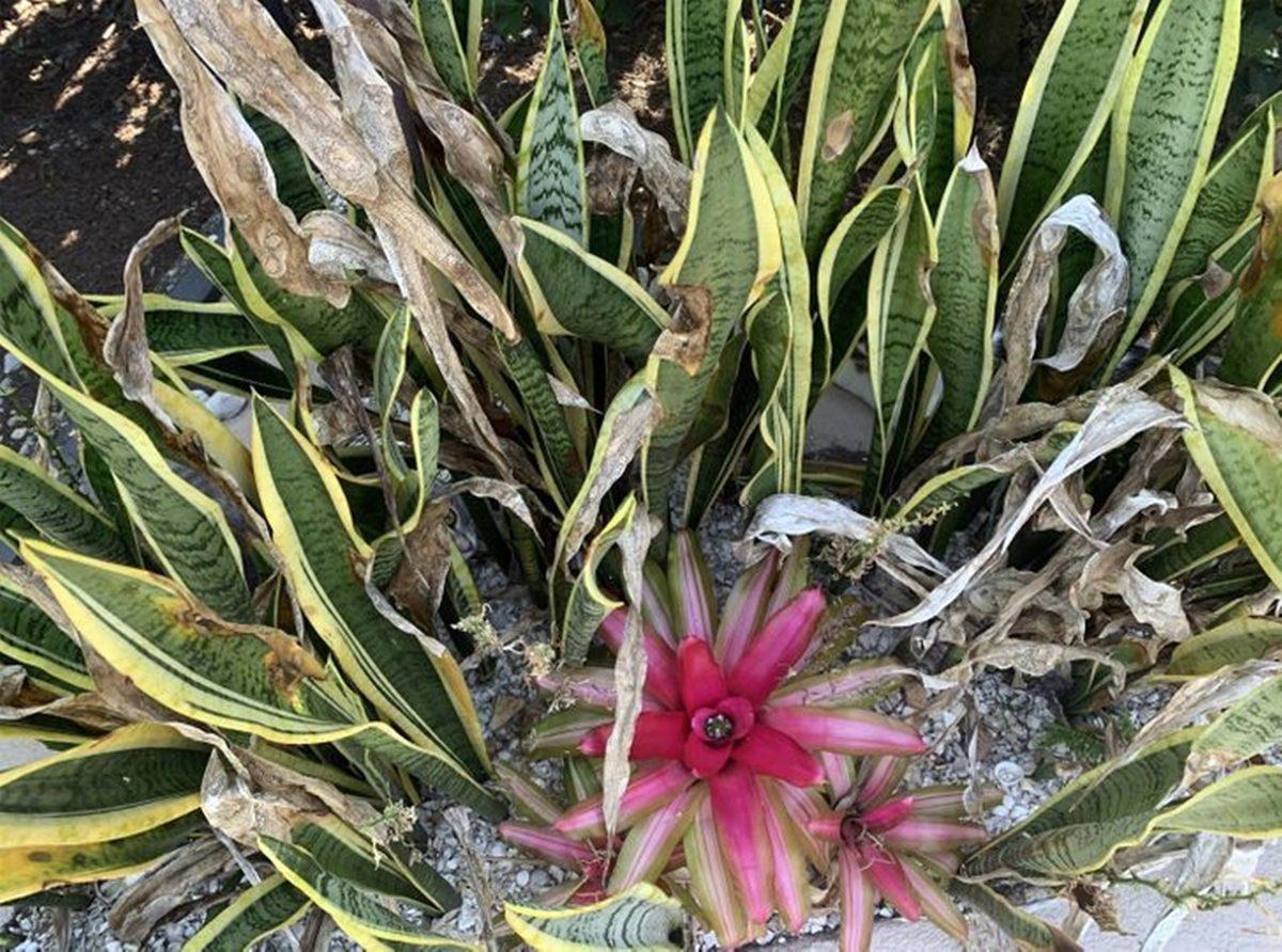 Bu Görsellerde Saklı Olan Hayvanları ’5 Saniye İçinde’ Bulabiliyorsan Ortalama Kitleden Daha Zekisin!
