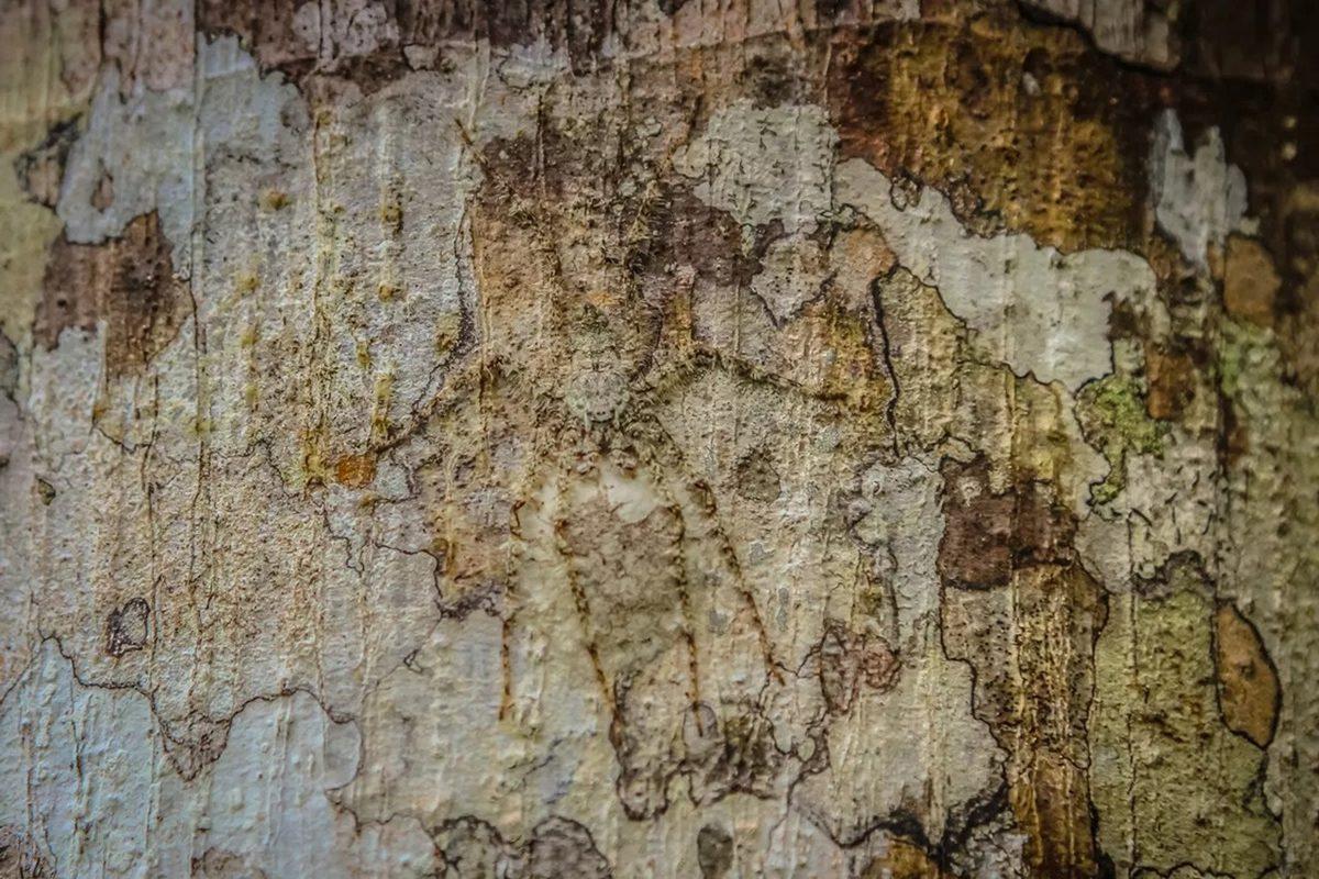 Bu Görsellerde Saklı Olan Hayvanları ’5 Saniye İçinde’ Bulabiliyorsan Ortalama Kitleden Daha Zekisin!