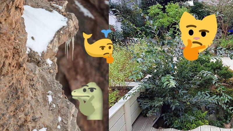 Bu Görsellerde Saklı Olan Hayvanları ’5 Saniye İçinde’ Bulabiliyorsan Ortalama Kitleden Daha Zekisin!