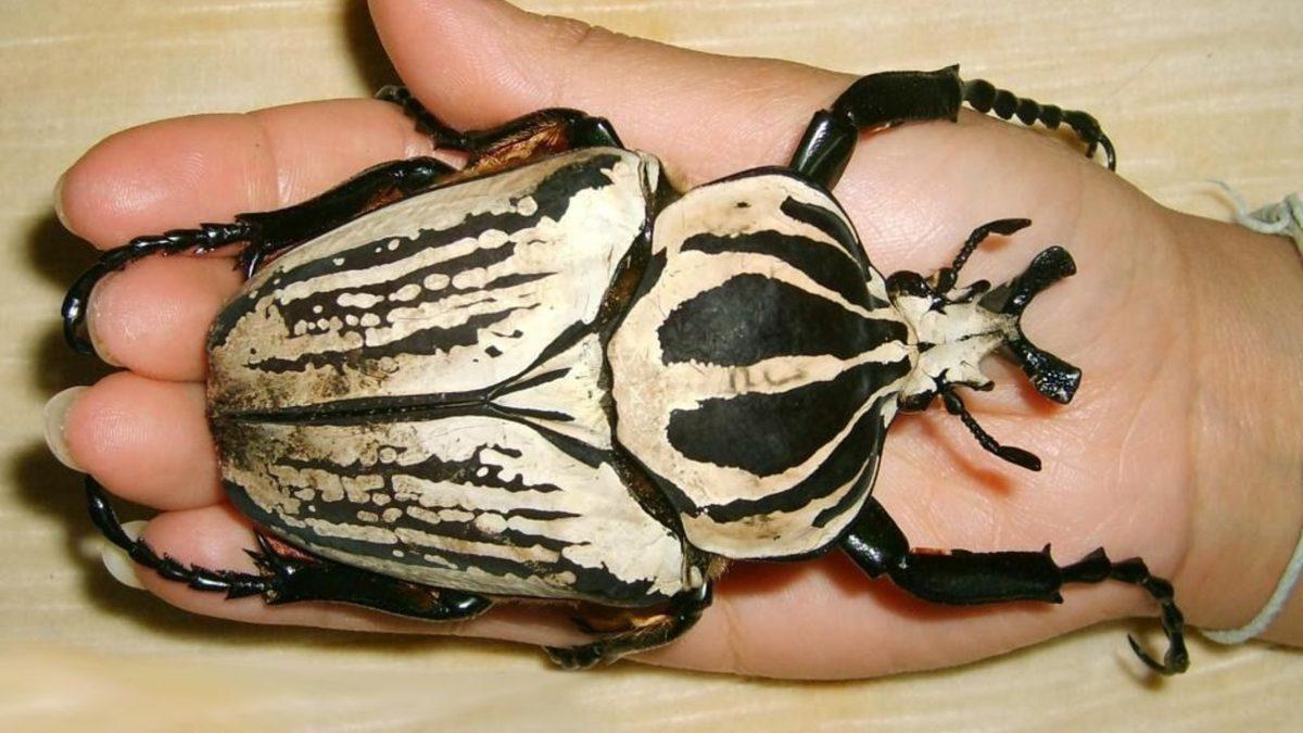 Devasa Boyutlara Sahip Sınıfının En Büyüğü Olan 10 Hayvan