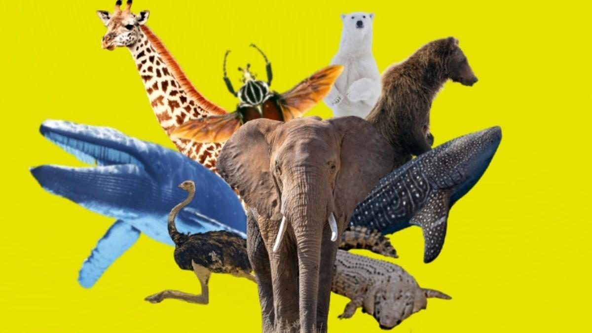 Devasa Boyutlara Sahip Sınıfının En Büyüğü Olan 10 Hayvan