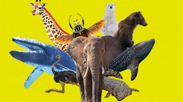 Devasa Boyutlara Sahip Sınıfının En Büyüğü Olan 10 Hayvan