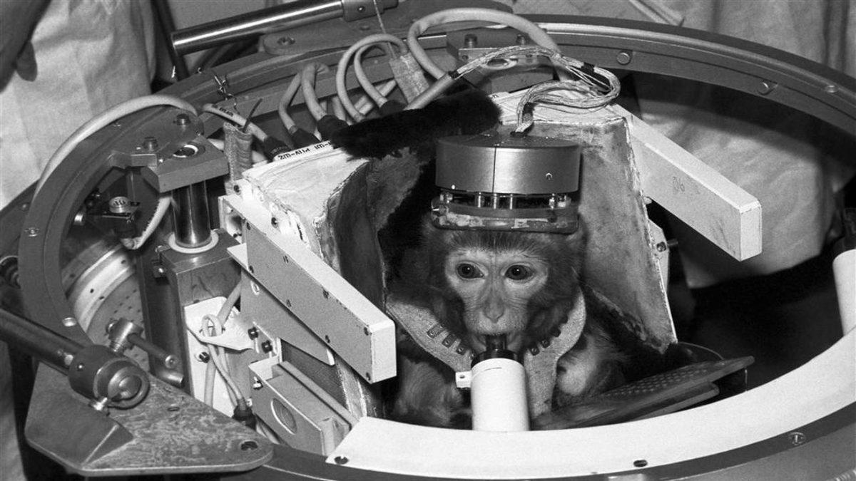 Hepsinin Sonu İyi Bitmedi: Geçmişten Günümüze Uzaya Yolculuk Etmiş 20 Hayvan ve Hikayeleri