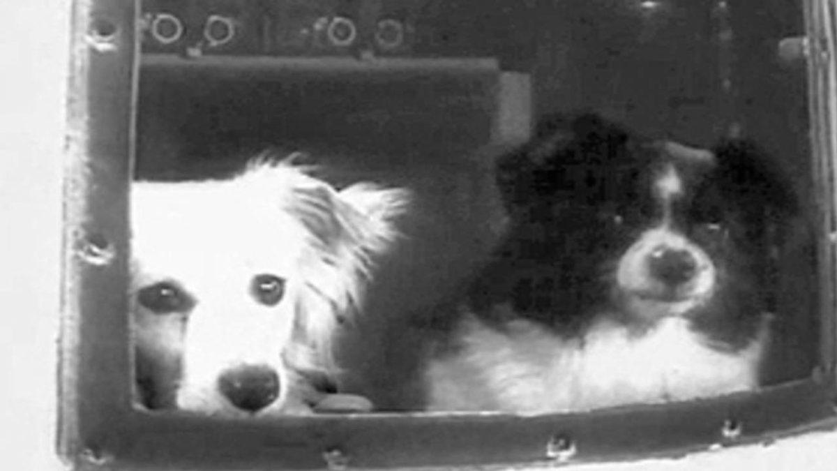 Hepsinin Sonu İyi Bitmedi: Geçmişten Günümüze Uzaya Yolculuk Etmiş 20 Hayvan ve Hikayeleri