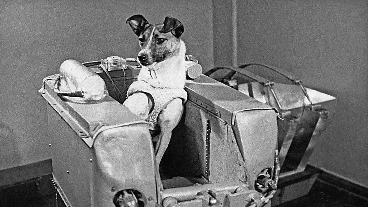 Hepsinin Sonu İyi Bitmedi: Geçmişten Günümüze Uzaya Yolculuk Etmiş 20 Hayvan ve Hikayeleri