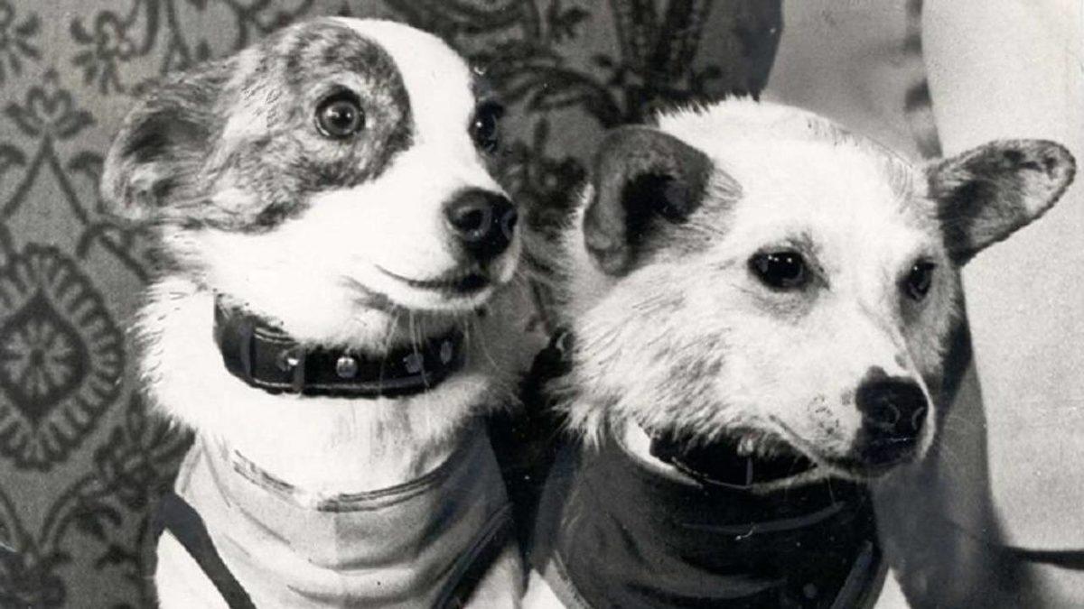 Hepsinin Sonu İyi Bitmedi: Geçmişten Günümüze Uzaya Yolculuk Etmiş 20 Hayvan ve Hikayeleri