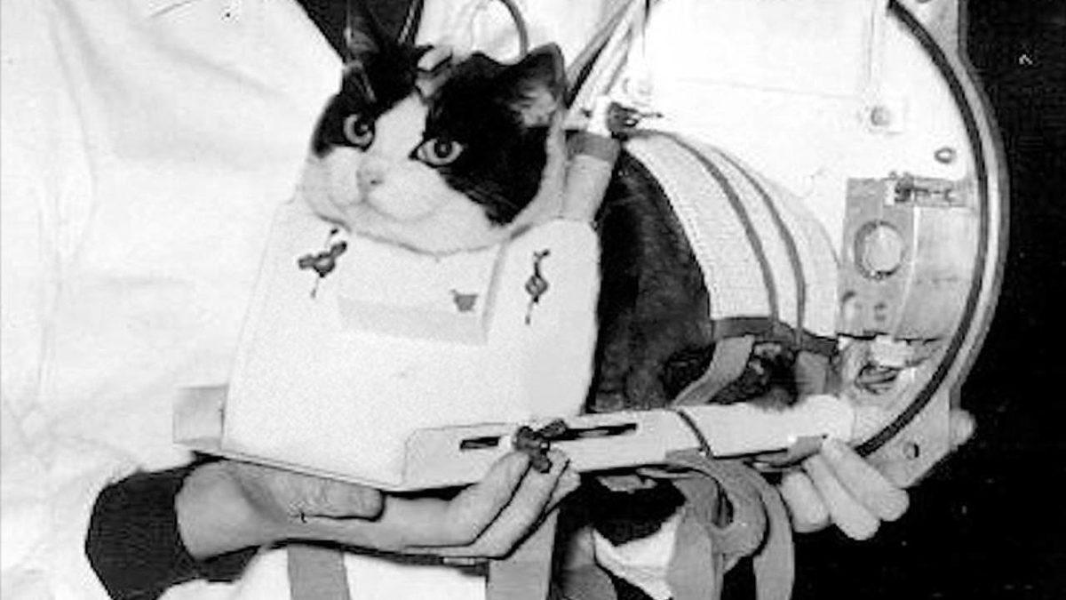 Hepsinin Sonu İyi Bitmedi: Geçmişten Günümüze Uzaya Yolculuk Etmiş 20 Hayvan ve Hikayeleri