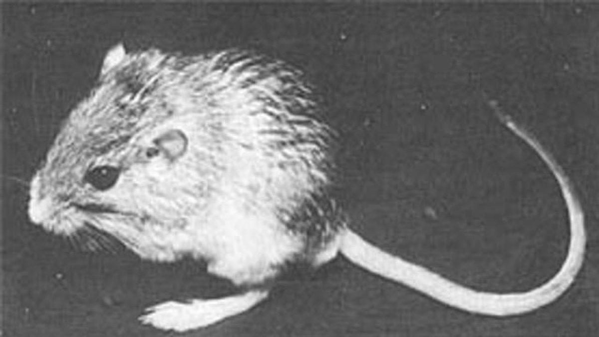 Hepsinin Sonu İyi Bitmedi: Geçmişten Günümüze Uzaya Yolculuk Etmiş 20 Hayvan ve Hikayeleri