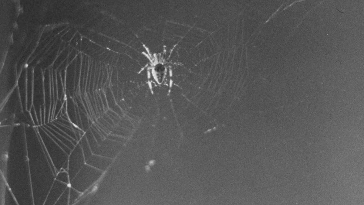 Hepsinin Sonu İyi Bitmedi: Geçmişten Günümüze Uzaya Yolculuk Etmiş 20 Hayvan ve Hikayeleri