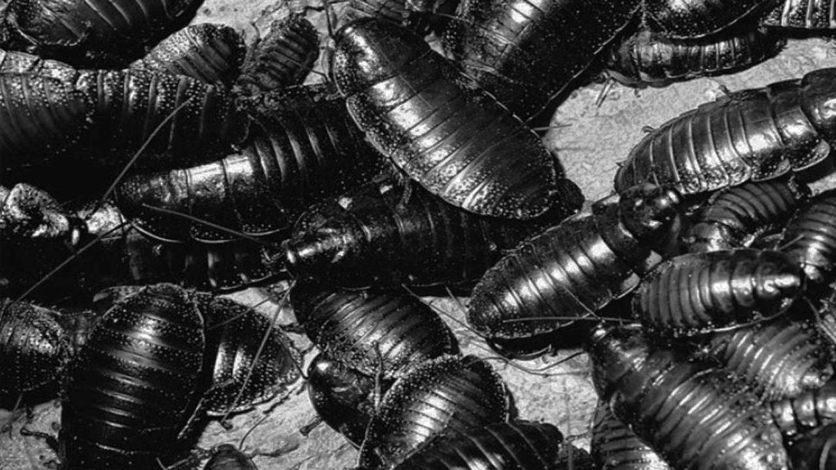 Hepsinin Sonu İyi Bitmedi: Geçmişten Günümüze Uzaya Yolculuk Etmiş 20 Hayvan ve Hikayeleri