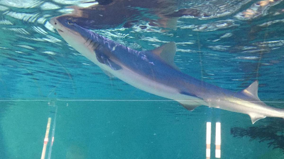 Bilim Dünyasında Nadir Olaylardan: Erkek Köpek Balığı Bulunmayan Bir Akvaryumda Yeni Bir Köpek Balığı Dünyaya Geldi