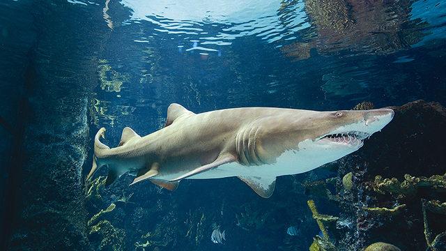 Bilim Dünyasında Nadir Olaylardan: Erkek Köpek Balığı Bulunmayan Bir Akvaryumda Yeni Bir Köpek Balığı Dünyaya Geldi