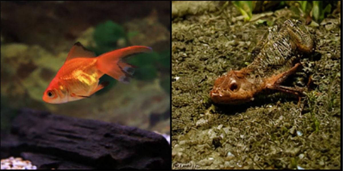 Aklınızı Okuyarak Resme Dönüştüren Yapay Zeka Geliştirildi: Rüyalarınızın Bile Fotoğrafı Çekiliyor...