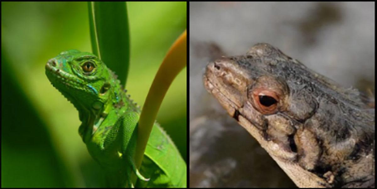 Aklınızı Okuyarak Resme Dönüştüren Yapay Zeka Geliştirildi: Rüyalarınızın Bile Fotoğrafı Çekiliyor...