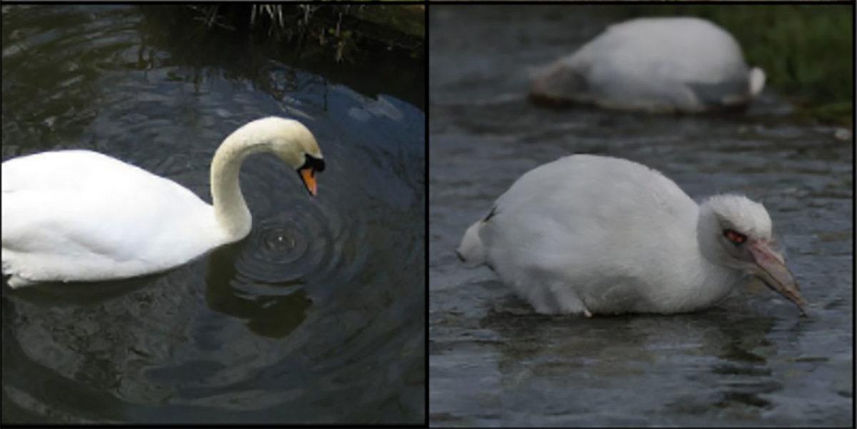 Aklınızı Okuyarak Resme Dönüştüren Yapay Zeka Geliştirildi: Rüyalarınızın Bile Fotoğrafı Çekiliyor...
