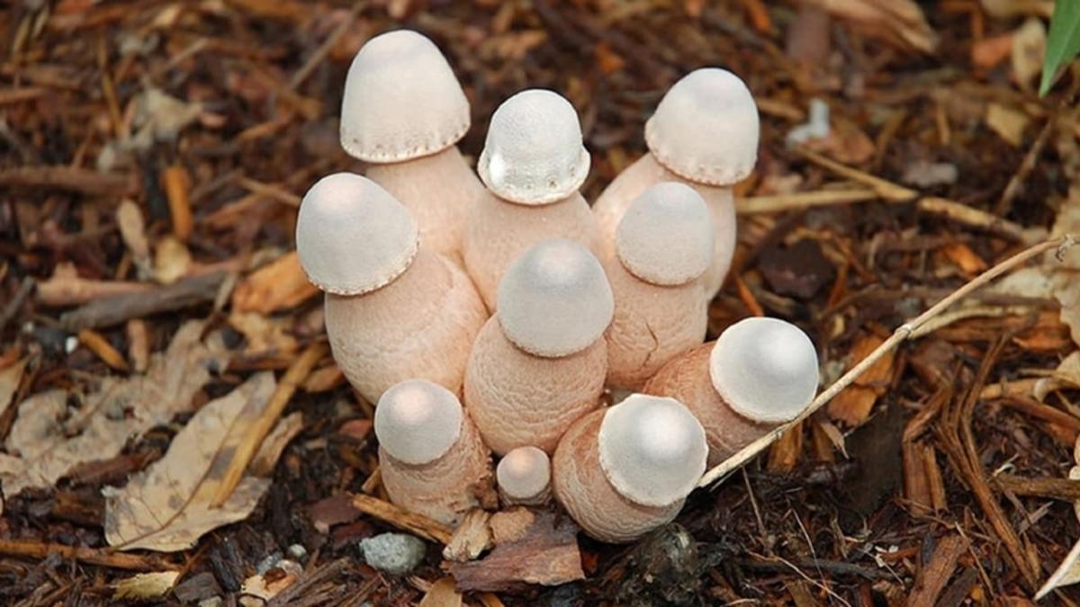 Bilime Göre Sağlıklı Cinsel Yaşam ve Üreme İçin ’İdeal Penis Boyu’ Ne Kadar Olmalı?