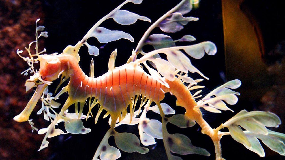 Dünya’nın Büyük Kısmını Kaplayan Okyanuslar Hakkında Tüyler Ürperten 11 Gerçek