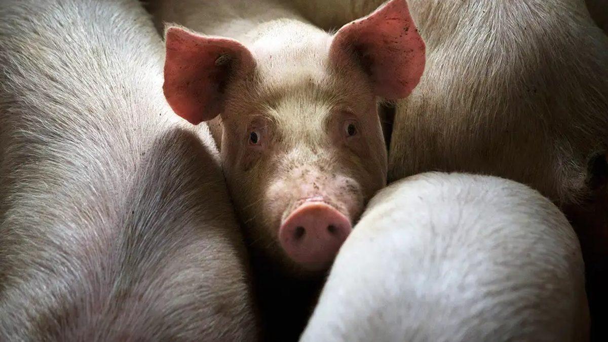 Bilim Dünyası, Ölü Bir İnsanı Hayata Döndürmeye Ne Kadar Yaklaştı?