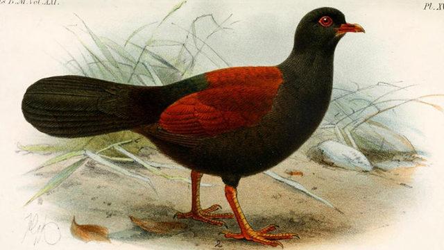 140 Yıl Önce Yok Olduğu Düşünülen Bir Güvercin Türü Yeniden Keşfedildi