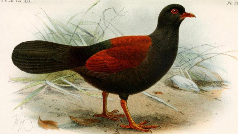 140 Yıl Önce Yok Olduğu Düşünülen Bir Güvercin Türü Yeniden Keşfedildi