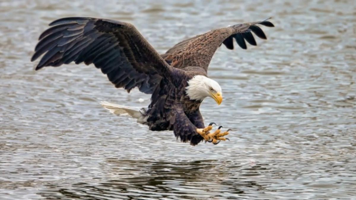 Bunun Geri Dönüşü Yok: Dünya Üzerindeki Her 3 Yırtıcı Kuştan 1’inin Soyu Tükenmek Üzere