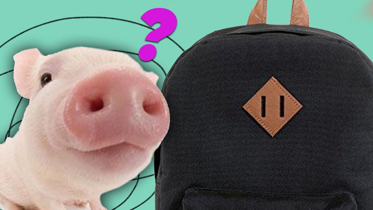 Pek Çok Sırt Çantasında Bulunan ve Prize Benzeyen Bu Tasarımlar Ne İşe Yarıyor?