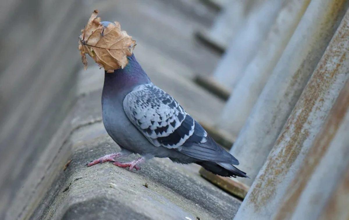 Komedi Doğal Yaşam 2021 Fotoğrafçılık Ödülünün Birbirinden Şapşik Adayları Belli Oldu