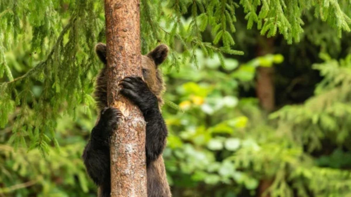 Komedi Doğal Yaşam 2021 Fotoğrafçılık Ödülünün Birbirinden Şapşik Adayları Belli Oldu