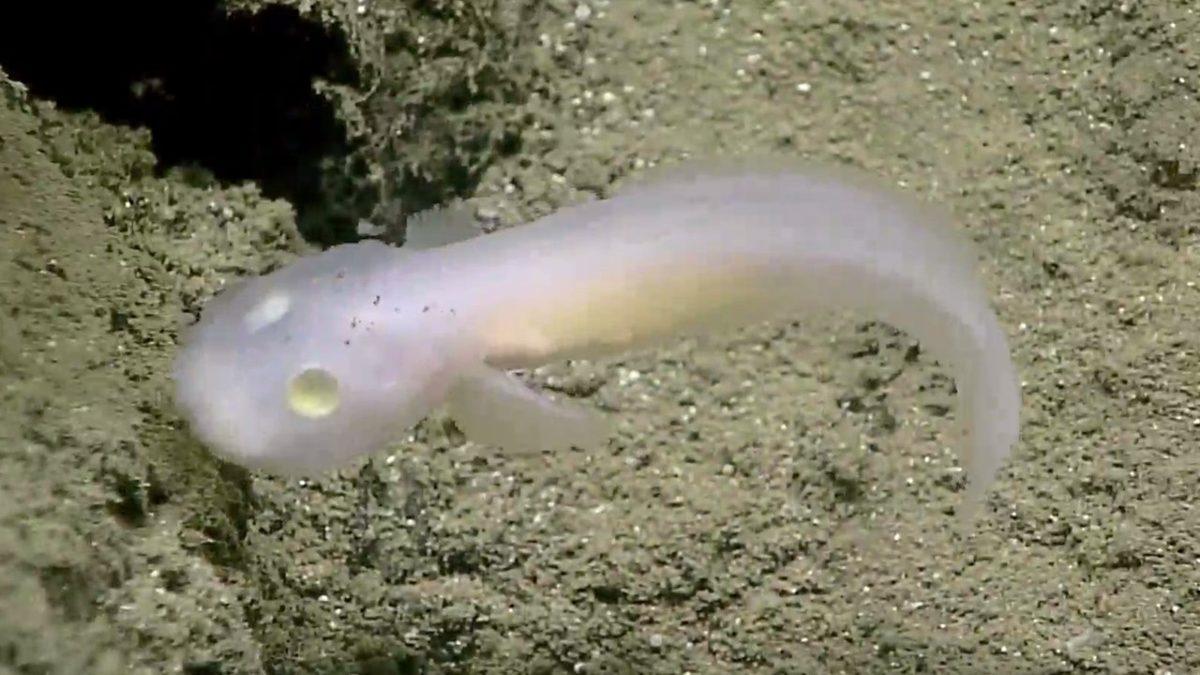 ’Mariana Çukuru’ Hakkında 10 Enteresan Gerçek: En Dibine İnsek Nelerle Karşılaşırdık?