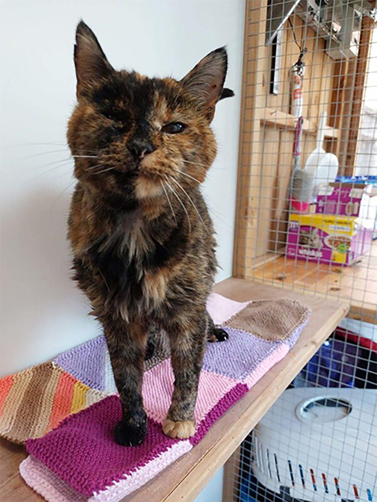 Dünyanın Yaşayan En Yaşlı Kedisi Rekoru Kırıldı: İnsan Yılıyla 120 Yaşındaki ’Flossie’ ile Tanışın!