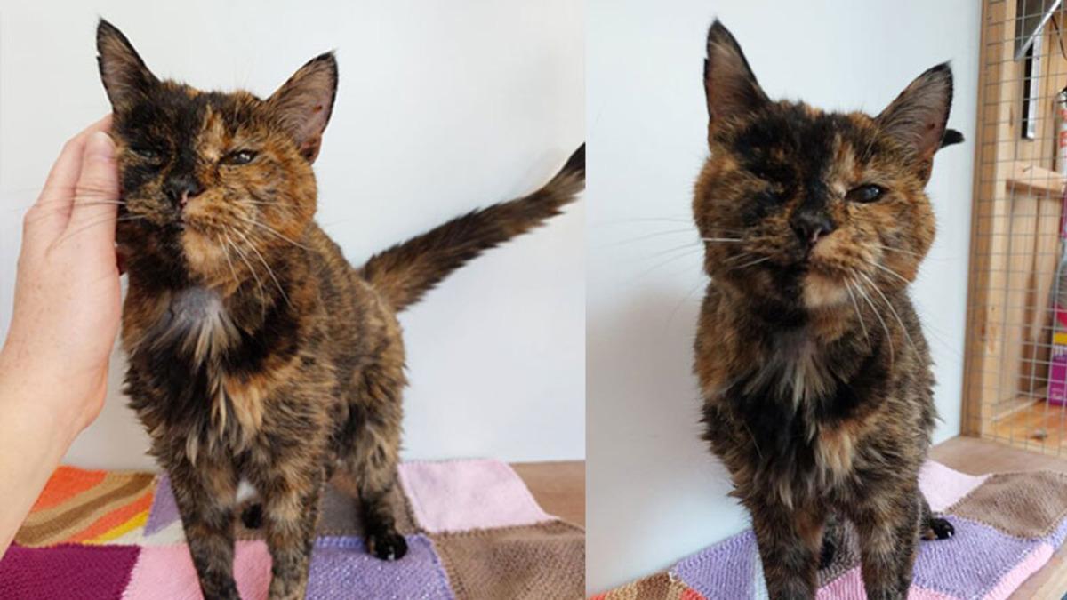 Dünyanın Yaşayan En Yaşlı Kedisi Rekoru Kırıldı: İnsan Yılıyla 120 Yaşındaki ’Flossie’ ile Tanışın!