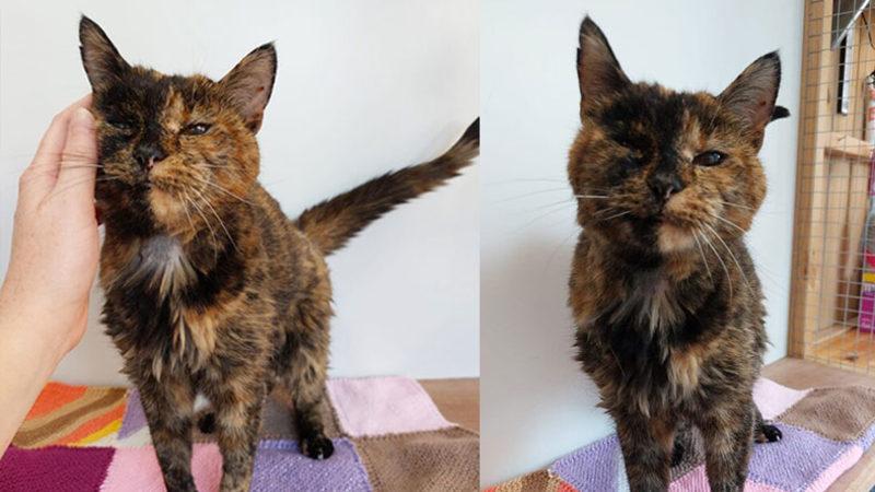 Dünyanın Yaşayan En Yaşlı Kedisi Rekoru Kırıldı: İnsan Yılıyla 120 Yaşındaki ’Flossie’ ile Tanışın!