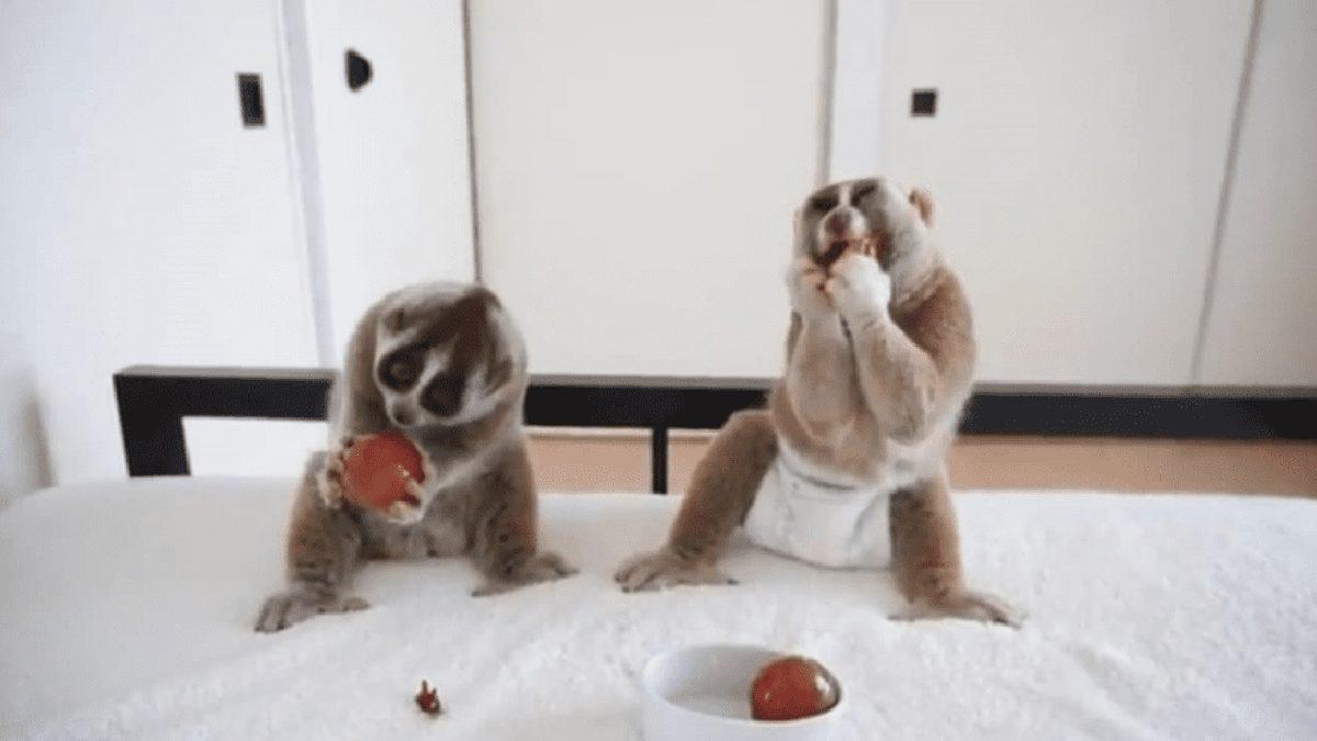 Sosyal Medyadaki Yüzlerce Viral Videonun Hayvan İstismarı İçerdiği Ortaya Çıktı: Milyonlarca Kez İzlenmişler!