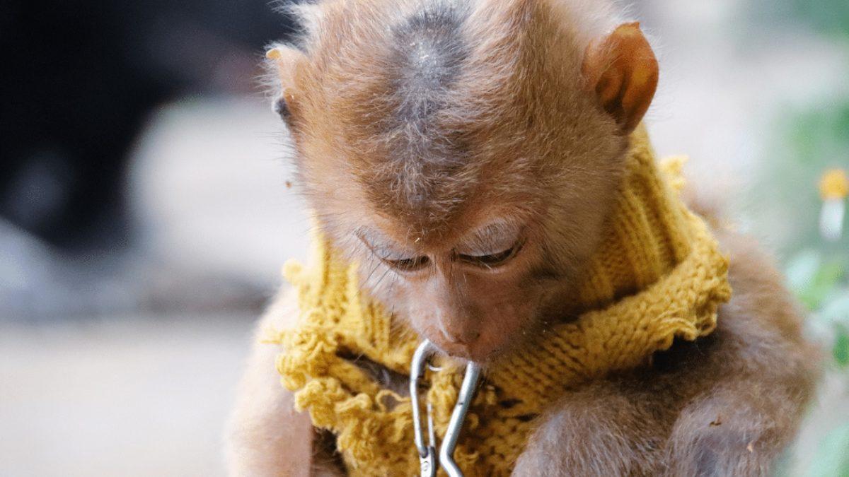 Sosyal Medyadaki Yüzlerce Viral Videonun Hayvan İstismarı İçerdiği Ortaya Çıktı: Milyonlarca Kez İzlenmişler!