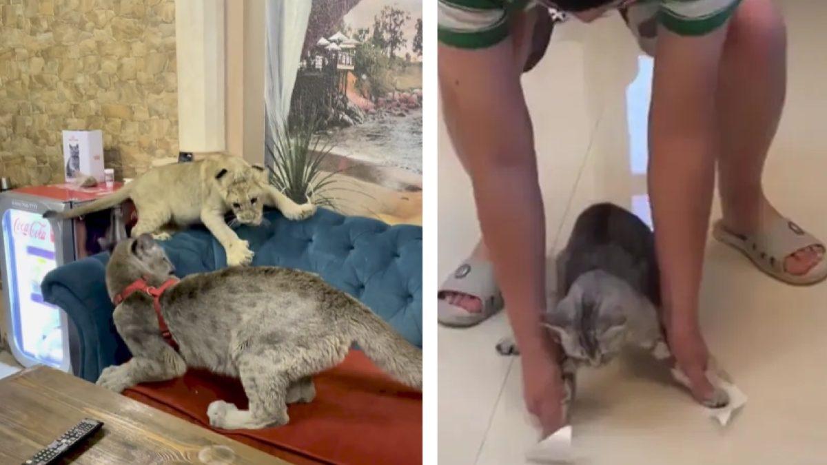 Sosyal Medyadaki Yüzlerce Viral Videonun Hayvan İstismarı İçerdiği Ortaya Çıktı: Milyonlarca Kez İzlenmişler!