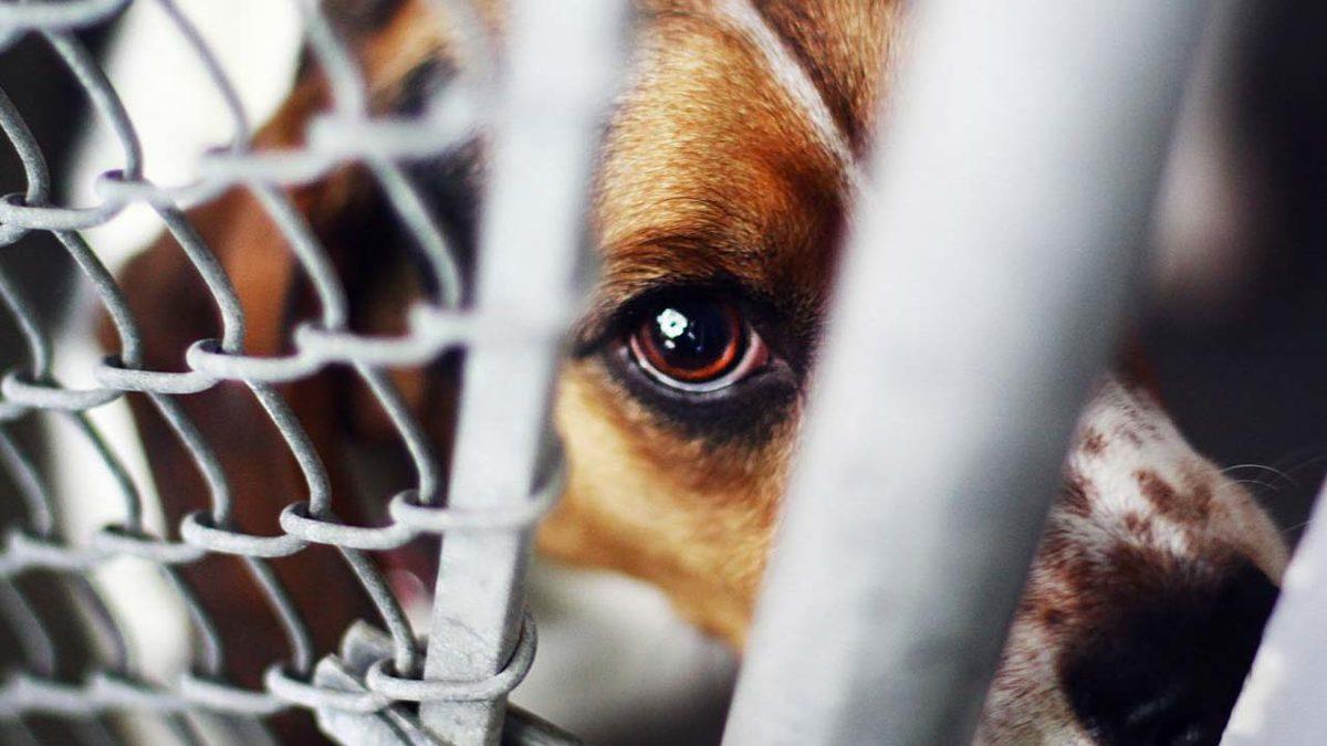 Hayvanlara Şiddet Uygulayanlar İçin 