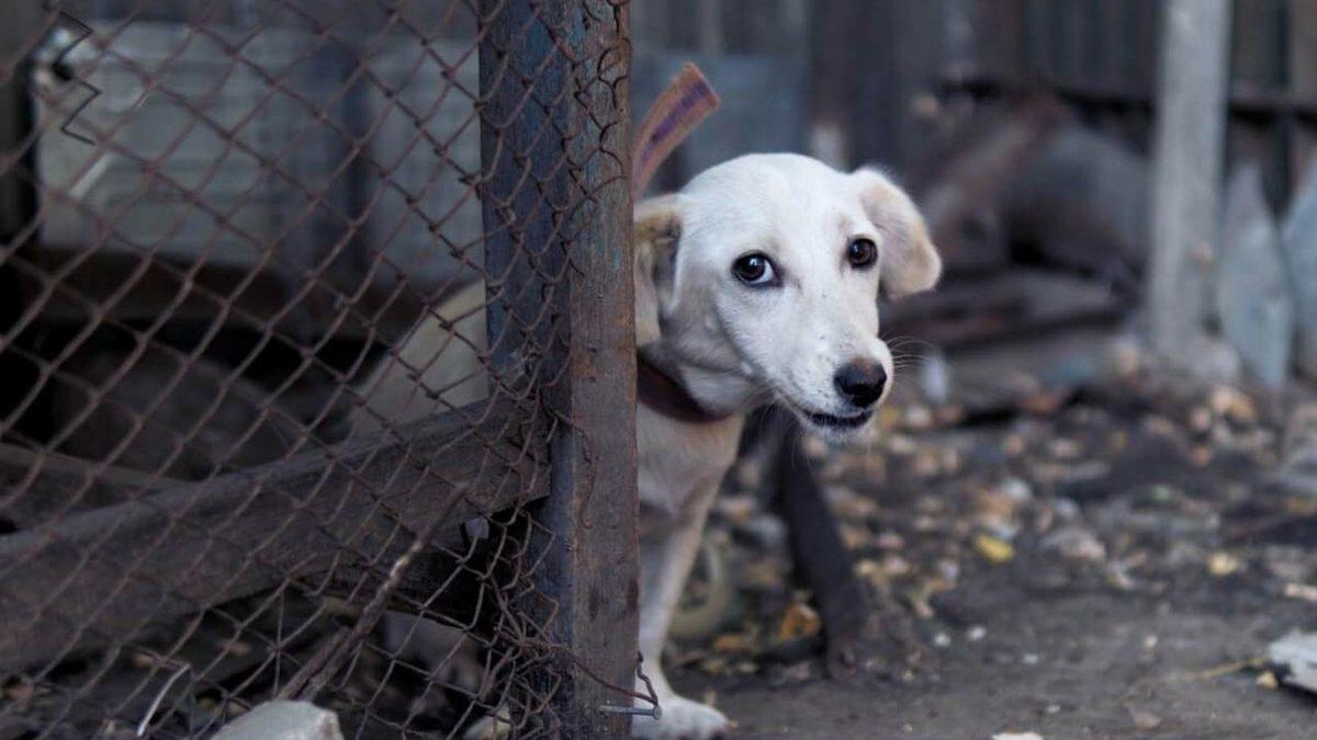Hayvanlara Şiddet Uygulayanlar İçin 