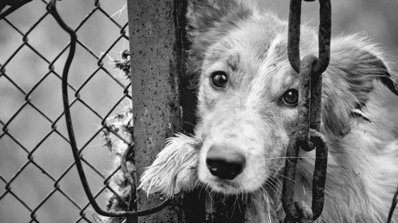 Hayvanlara Şiddet Uygulayanlar İçin "Bir İnsan Bunu Nasıl Yapar?" Diyenlere Bilimin Cevabı: İnsanlar İçin de Tehditler!