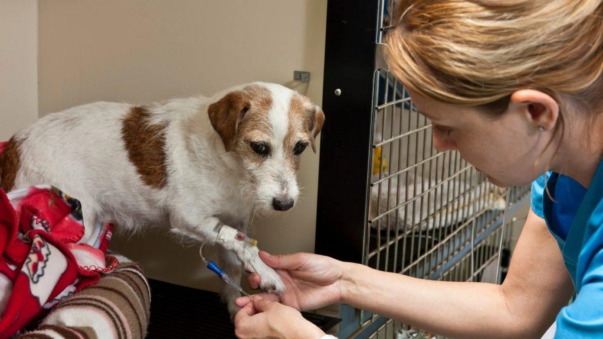 Sokakta Yaşayan Hayvanların Toplatılıp Barınaklara Götürülmesi Çözüm mü? Aslında Neler Yapılmalı?
