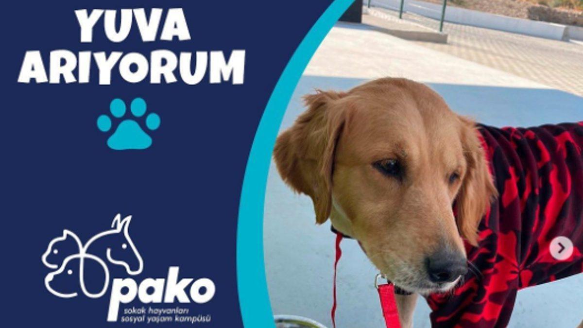 Sokakta Yaşayan Hayvanların Toplatılıp Barınaklara Götürülmesi Çözüm mü? Aslında Neler Yapılmalı?