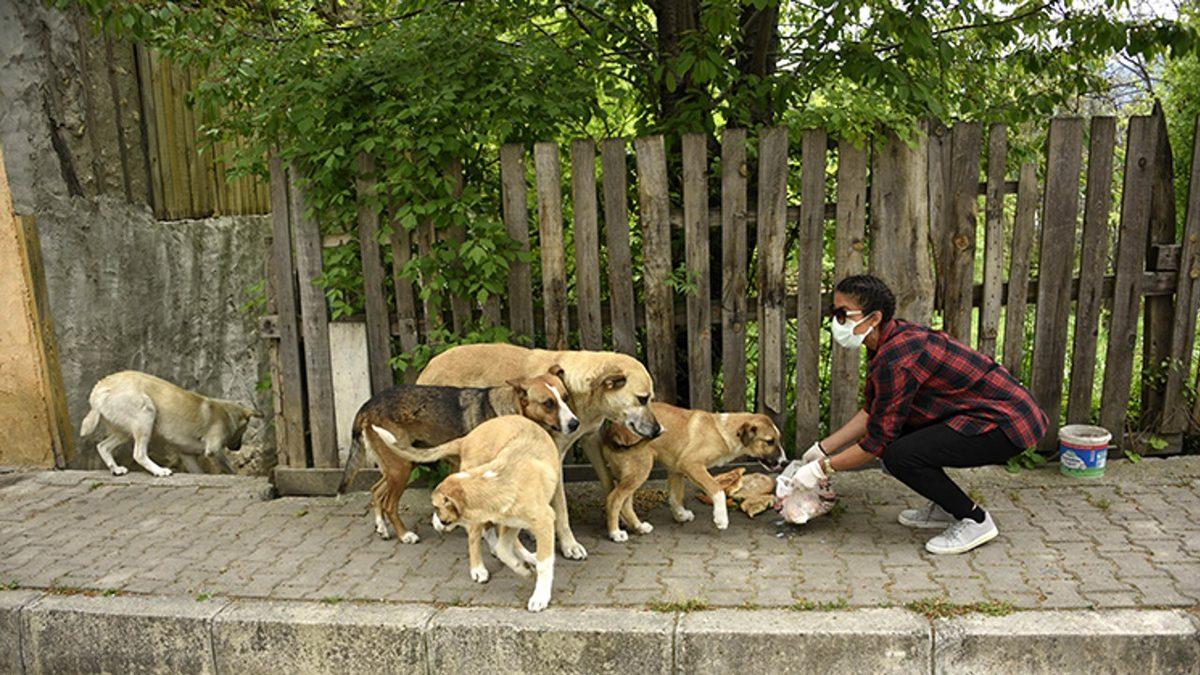 Sokakta Yaşayan Hayvanların Toplatılıp Barınaklara Götürülmesi Çözüm mü? Aslında Neler Yapılmalı?