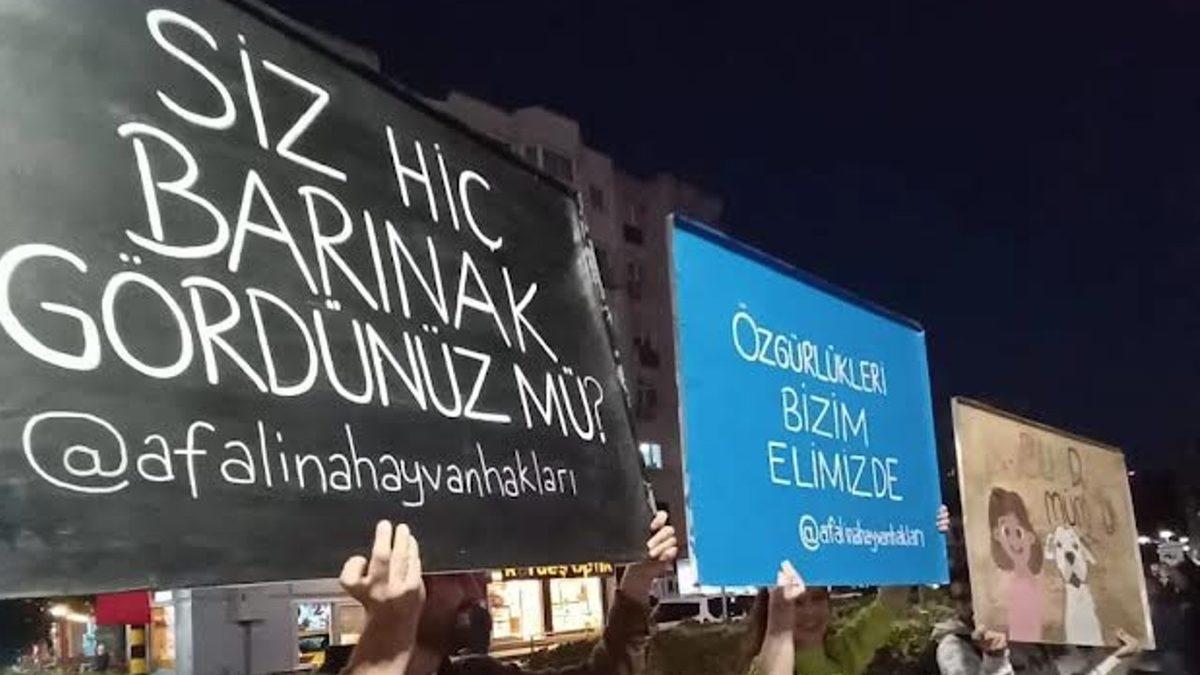 Sokakta Yaşayan Hayvanların Toplatılıp Barınaklara Götürülmesi Çözüm mü? Aslında Neler Yapılmalı?