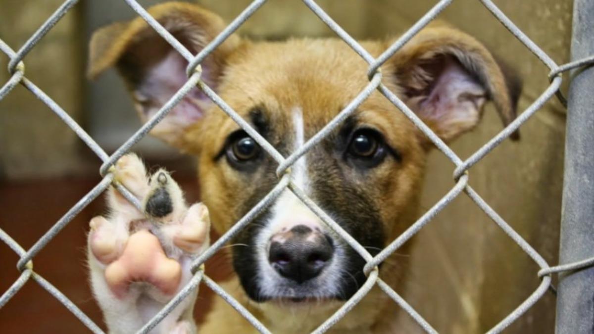 Sokakta Yaşayan Hayvanların Toplatılıp Barınaklara Götürülmesi Çözüm mü? Aslında Neler Yapılmalı?