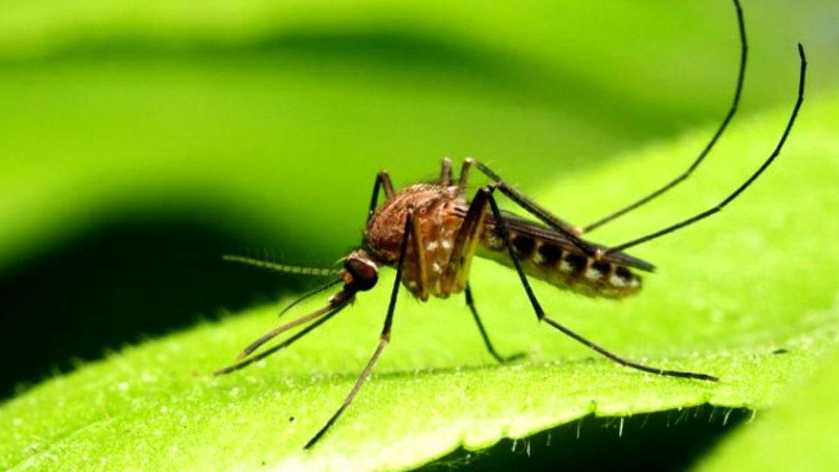 Türkiye’de Sıklıkla Görülen Asya Kaplan Sivrisineğinin Isırığında 3 Ölümcül Hastalık Olduğu Açıklandı